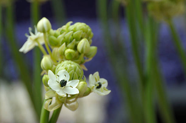 Ornithogalum Thyrsoides Flower Seeds – Heirloom, Non-GMO, High Germination Seeds