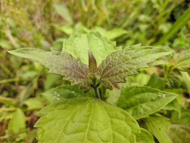 Brown Nirgundi Plant Seeds for Planting – Heirloom &amp; Non-GMO Organic Seeds for Growing