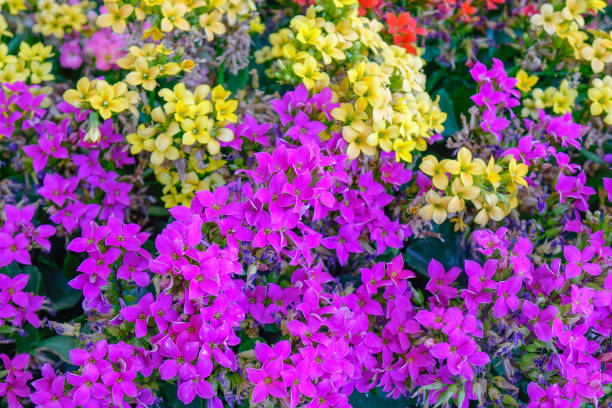 Gemischte Gardnerianum Blumensamen – Alte Sorte, gentechnikfrei, hohe Keimfähigkeit