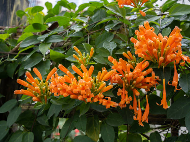 Orange Pyrostegia Venusta Flower Seeds – Heirloom, Non-GMO, High Germination Seeds