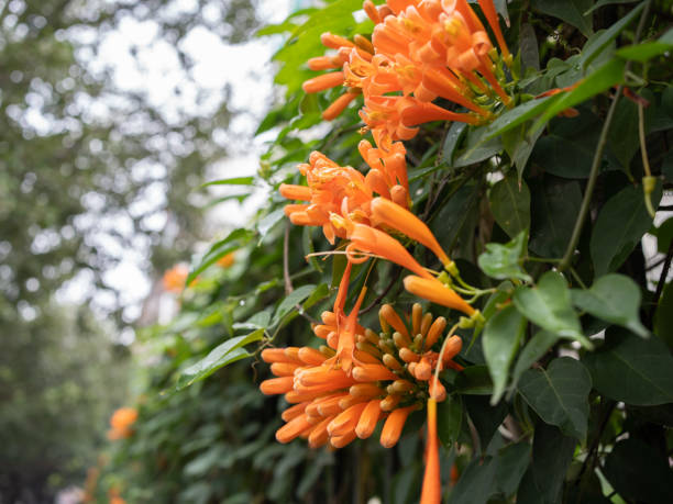 Orange Pyrostegia Venusta Flower Seeds – Heirloom, Non-GMO, High Germination Seeds