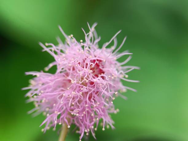 Hellrosa Sanguisorba Blumensamen – Alte Sorte gentechnikfrei hohe Keimfähigkeit Bio-Gartensamen