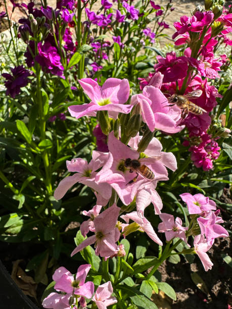 Mixed Matthiola Bicornis Flower Seeds – Heirloom, Non-GMO, High Germination Seeds