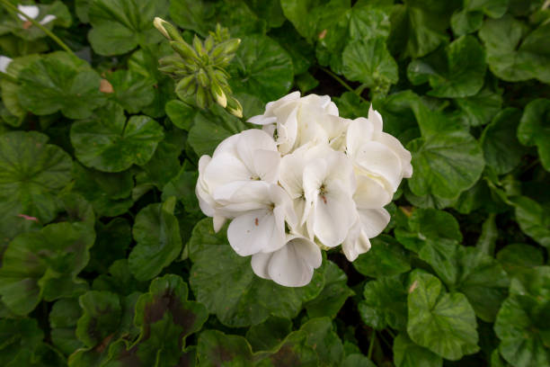 White Pelargonium Geranium Flower Seeds – Heirloom, Non-GMO, High Germination Seeds