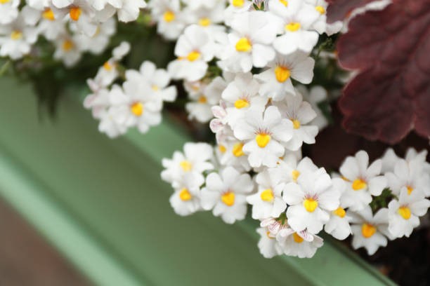 Semillas de flores de Nemesia Blanca – Jardín orgánico reliquia sin OMG