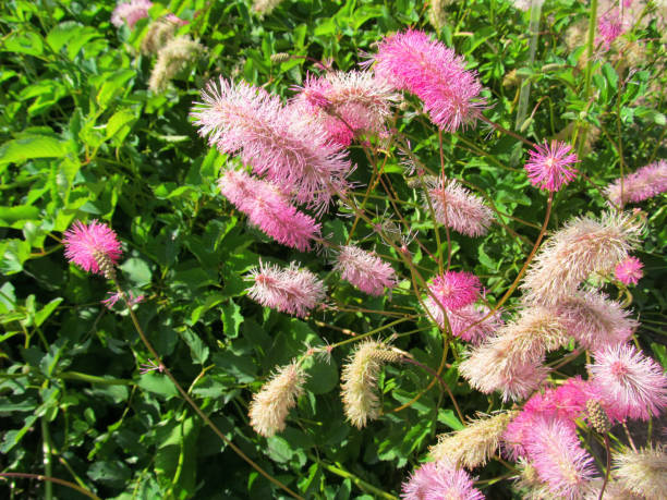 Mixed Sanguisorba Flower Seeds – Heirloom, Non-GMO, High Germination Seeds
