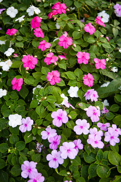 Mix Impatiens Walleriana Flower Seeds – Heirloom, Non-GMO, High Germination Seeds