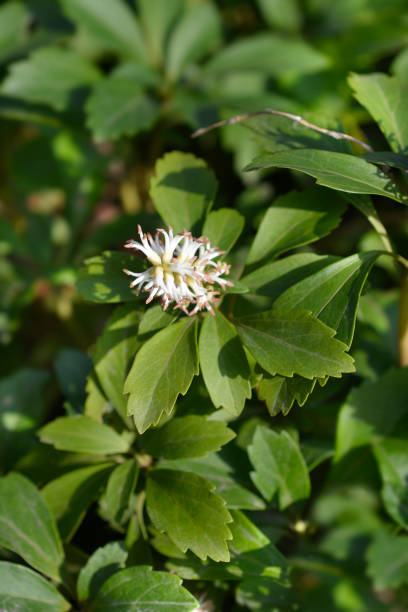 Semillas de Pachysandra Blanca Herencia Sin OGM Alta Germinación Semillas Orgánicas para Sembrar en Jardín