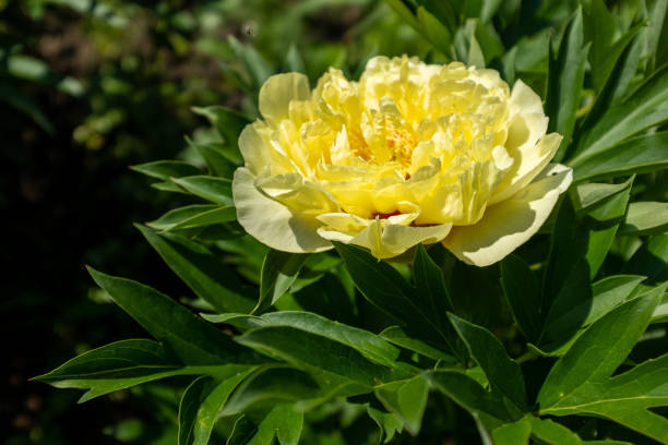 Yellow Peony Flower Seeds – Heirloom, Non-GMO, High Germination Seeds for Planting
