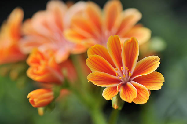 Orange Lewisia Flower Seeds – Heirloom, Non-GMO, High Germination Seeds