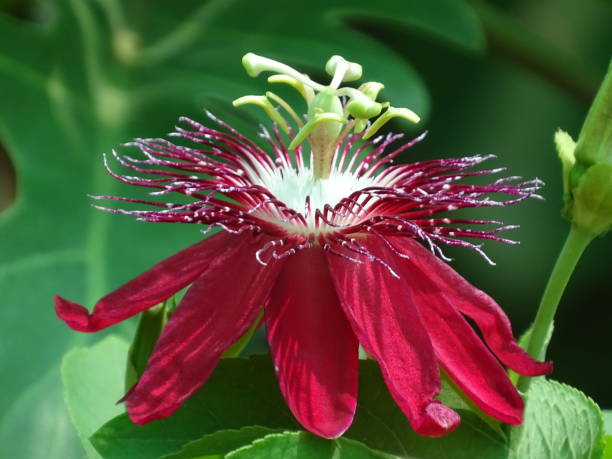 Red Passiflora Edulis Flower Seeds – Heirloom, Non-GMO, High Germination Seeds