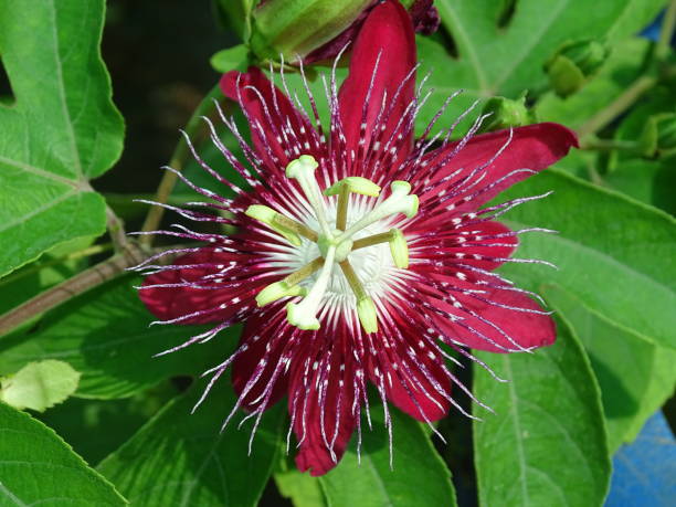 Rote Passionsblume Samen Erbstück gentechnikfrei hohe Keimrate Bio-Gartensamen zum Pflanzen