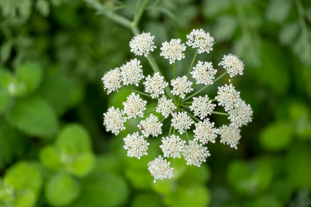 White Pimpinella Flower Seeds for Planting – Heirloom Non-GMO, High Germination Organic Garden Seeds