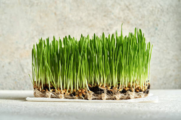 Wheat Grass Green Sprouts Leaf - Microgreen Seeds | Organic Garden Seeds | Heirloom, Non-GMO, High Germination Seeds for Planting