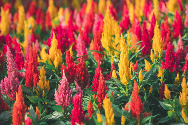 Mixed Celosia Argentea Flower Seeds – Heirloom, Non-GMO, High Germination Seeds