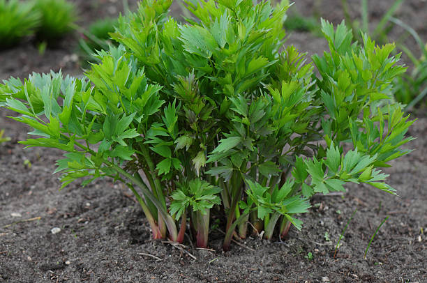 Lovage Herb Seeds – Heirloom, Non-GMO, High Germination Seeds for Planting