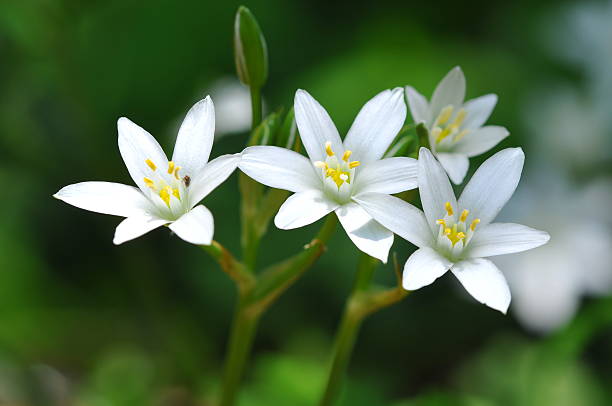 Ornithogalum Flower Seeds – Heirloom, Non-GMO, High Germination Seeds