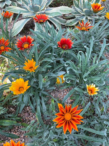 Mixed Gazania Flower Seeds – Heirloom, Non-GMO, High Germination Seeds