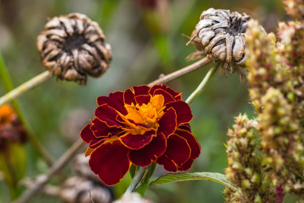 Maroon Marigold Flower Seeds – Heirloom, Non-GMO, High Germination Seeds