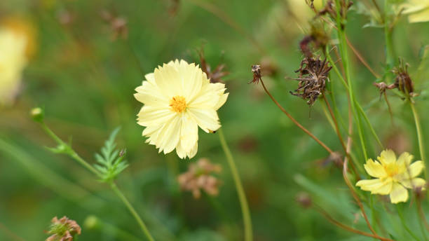 Pale Yellow Cosmos Flower Seeds – Heirloom Non-GMO High Germination Seeds