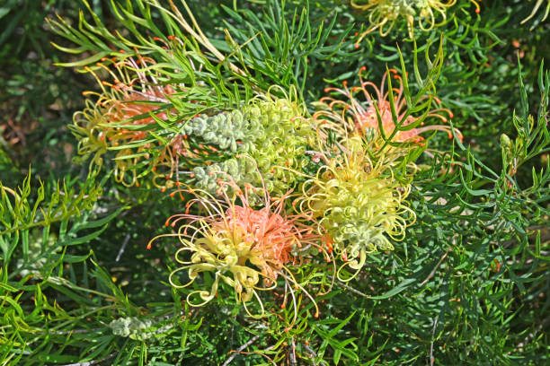 Mixed Grevillea Flower Seeds – Heirloom, Non-GMO, High Germination Seeds