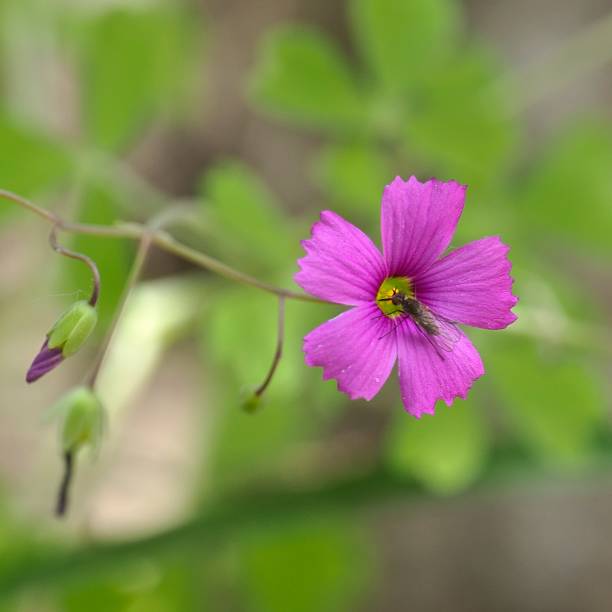 Oxalis Articulata Flower Seeds – Heirloom, Non-GMO, High Germination Organic Garden Seeds for Planting
