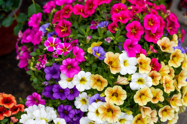 Semillas de flores de petunia Calibrachoa mixtas - Semillas reliquia, sin OMG, de alta germinación