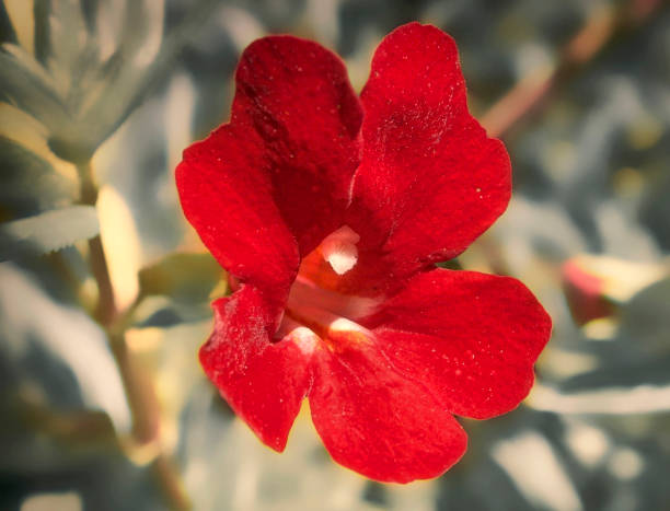 Red Mimulus Flower Seeds – Heirloom, Non-GMO, High Germination Seeds
