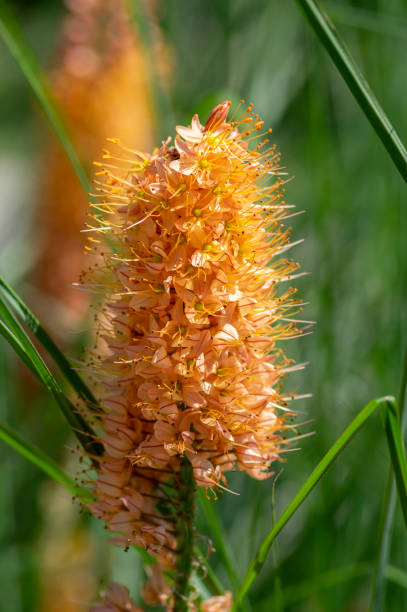 Oranger Eremurus Blumensamen – Alte Sorte, gentechnikfrei, hohe Keimrate, Bio-Gartensamen zum Pflanzen