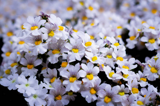 Semillas de flor de Nemesia Blanca – Cimelio Orgánico No Transgénico para Jardín