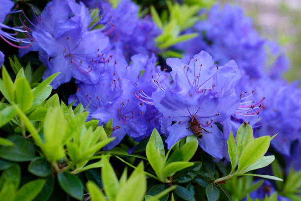 Light Blue Azalea Flower Seeds for Planting – Heirloom Non-GMO High Germination Organic Seeds