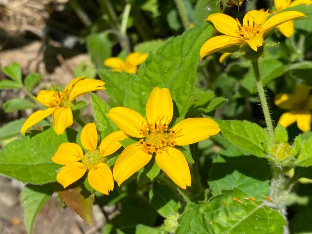 Chrysogonum Virginianum Flower Seeds for Planting – Heirloom, Non-GMO Seeds