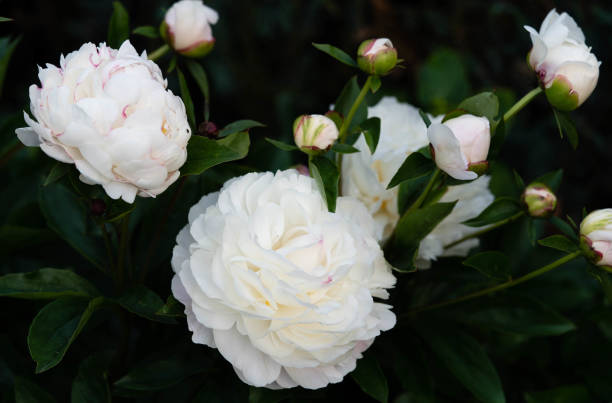 White Peony Flower Seeds – Heirloom, Non-GMO, High Germination Seeds