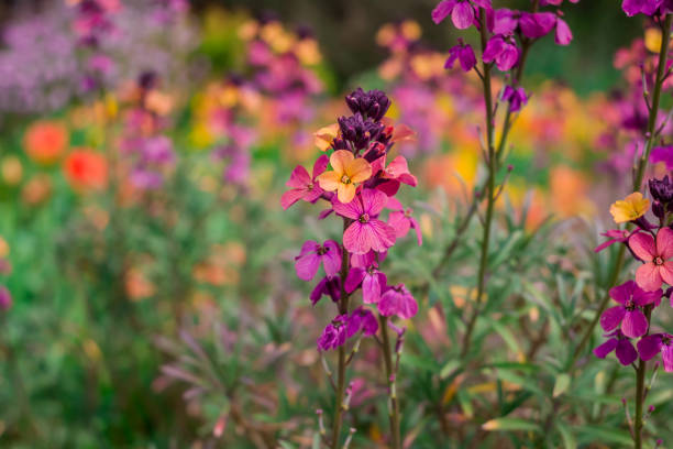 Mixed Erysimum Flower Seeds – Heirloom, Non-GMO, High Germination Seeds