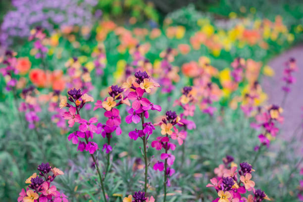Mixed Erysimum Flower Seeds – Heirloom, Non-GMO, High Germination Seeds