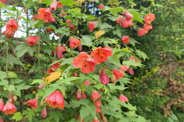 Mixed Abutilon Flower Seeds – Heirloom, Non-GMO, High Germination Seeds
