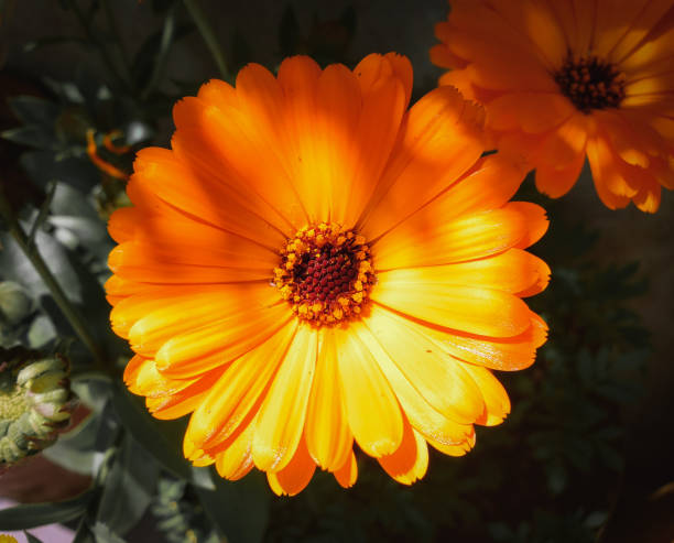 Daisy Flower Seeds Orange – Heirloom, Non-GMO, High Germination Seeds