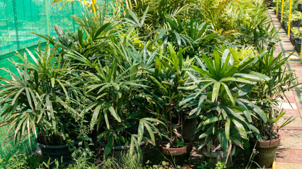 Green Rhapis Seeds – Heirloom &amp; Non-GMO Elegant Palm Variety for Planting Seeds