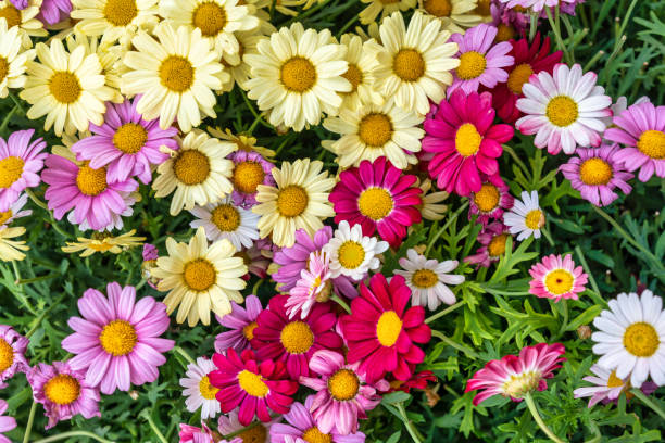 Mixed Argyranthemum Flower Seeds – Heirloom, Non-GMO, High Germination Seeds