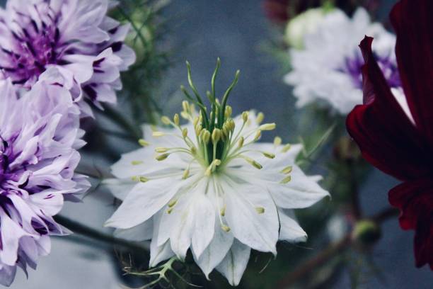 Mixed Nigella Damascena Flower Seeds – Heirloom, Non-GMO, High Germination Seeds