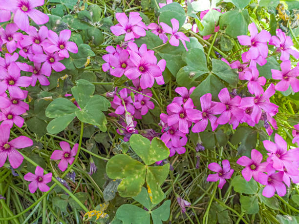 Oxalis Articulata Flower Seeds – Heirloom, Non-GMO, High Germination Organic Garden Seeds for Planting