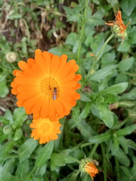 Daisy Flower Seeds Orange – Heirloom, Non-GMO, High Germination Seeds