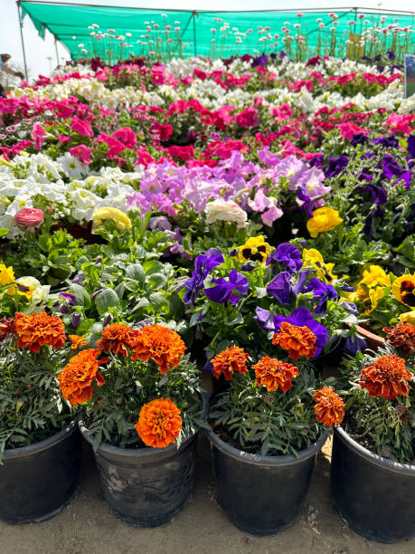 Mixed Perennial Flower Seeds – Heirloom, Non-GMO, High Germination Seeds