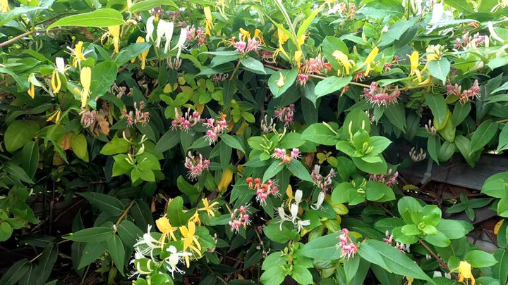 Mixed Lonicera Henryi Flower Seeds – Heirloom, Non-GMO, High Germination Seeds