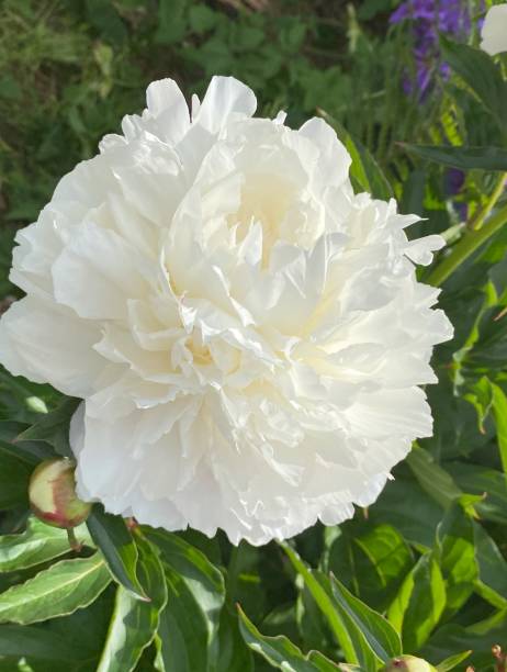 White Peony Flower Seeds – Heirloom, Non-GMO, High Germination Seeds