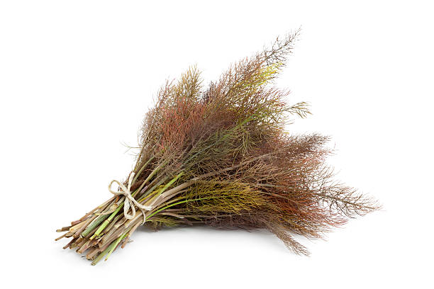 Bronze Fennel Seeds – Heirloom Non-GMO Seeds for Planting Organic Garden Seeds