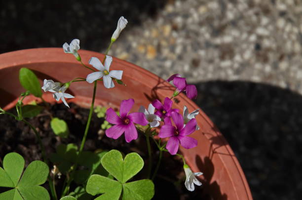 Mixed Oxalis Versicolor Flower Seeds – Heirloom, Non-GMO, High Germination Seeds