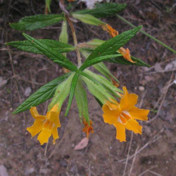 Orange Mimulus Aurantiacus Flower Seeds – Heirloom, Non-GMO, High Germination Seeds