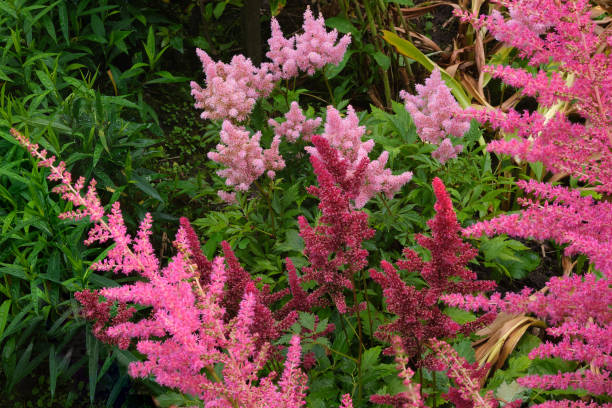 Mix Astilbe Flower Seeds – Heirloom, Non-GMO, High Germination Seeds
