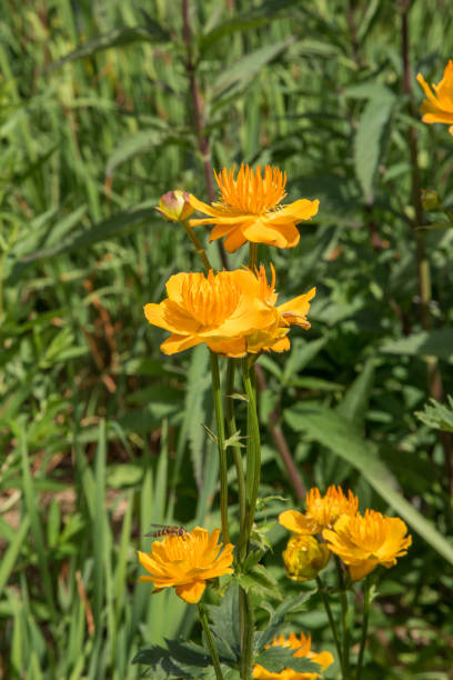 Orangene Trollblume Samen – Alte Sorte, gentechnikfrei, keimstark, Bio-Gartensamen zum Pflanzen